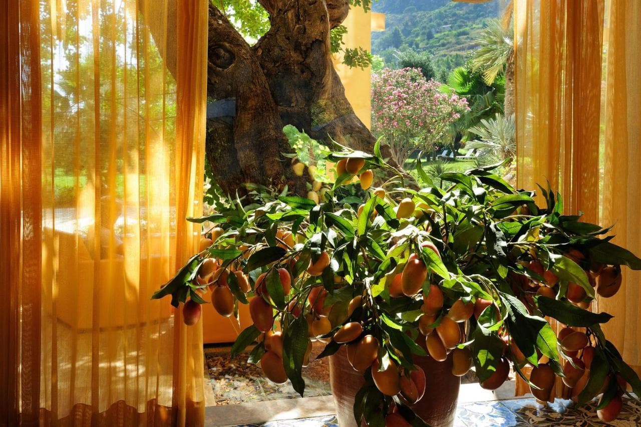 Alberi Del Paradiso